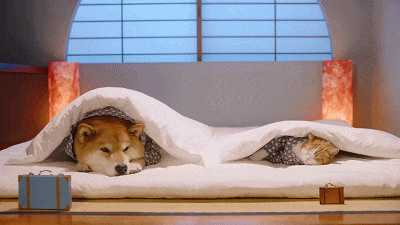微信圖片_20200202135232.gif